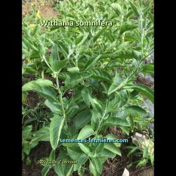 Withania somnifera in vegetation Ashwagandha