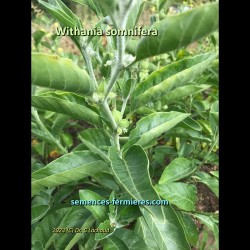 Withania somnifera Indian Ginseng