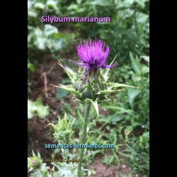 Milk Thistle Flower