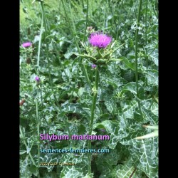 Silybum marianum flower