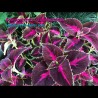 Coleus feuillage coloré