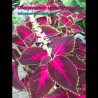 Blooming Solenostemon scutellaroides - Coleus