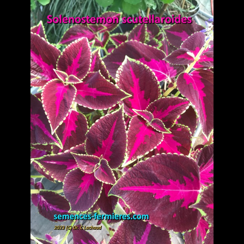 Solenostemon scutellaroides - Perennial Coleus