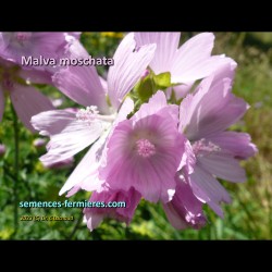 Flowers of Malva moschata