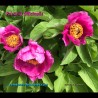 Huge magenta flowers of Garden Peony