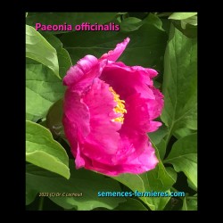 Paeonia officinalis - Garden Peony