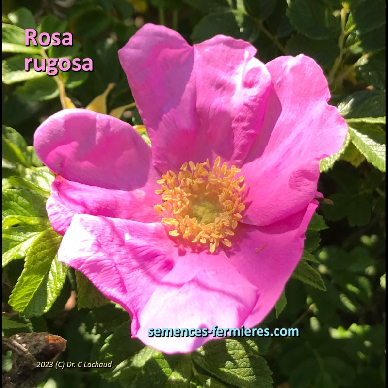 Rosa rugosa - Rose du Japon