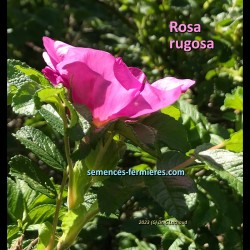 Pink Ramanas Rose