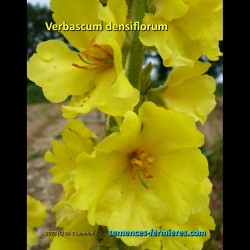 Flowers of Verbascum densiflorum