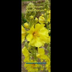 Floraison de Verbascum densiflorum