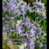 Eryngium planum metalic blue flowers