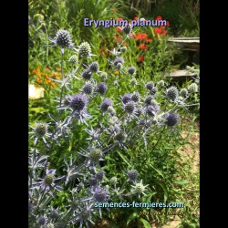 Vegetation of Sea Holly