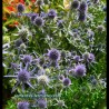 Flowers of Blue Eryngo