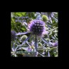 Eryngium planum - Blue Eryngo