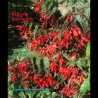 Begonia boliviensis - Bégonia Cascade