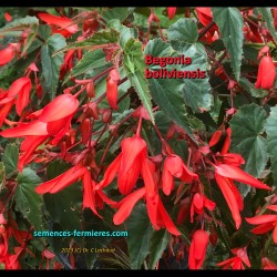 Begonia boliviensis flowering