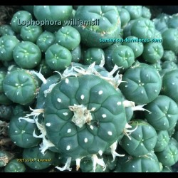 A dense clump of Lophophora williamsii