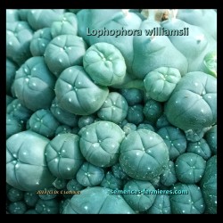 Lophophora williamsii can multiply abundantly