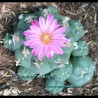 Lophophora williamsii - Peyotl en fleur