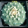 A big Lophophora williamsii