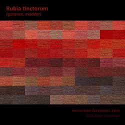 Rubia tinctoria - Rubia tinctorum - Madder