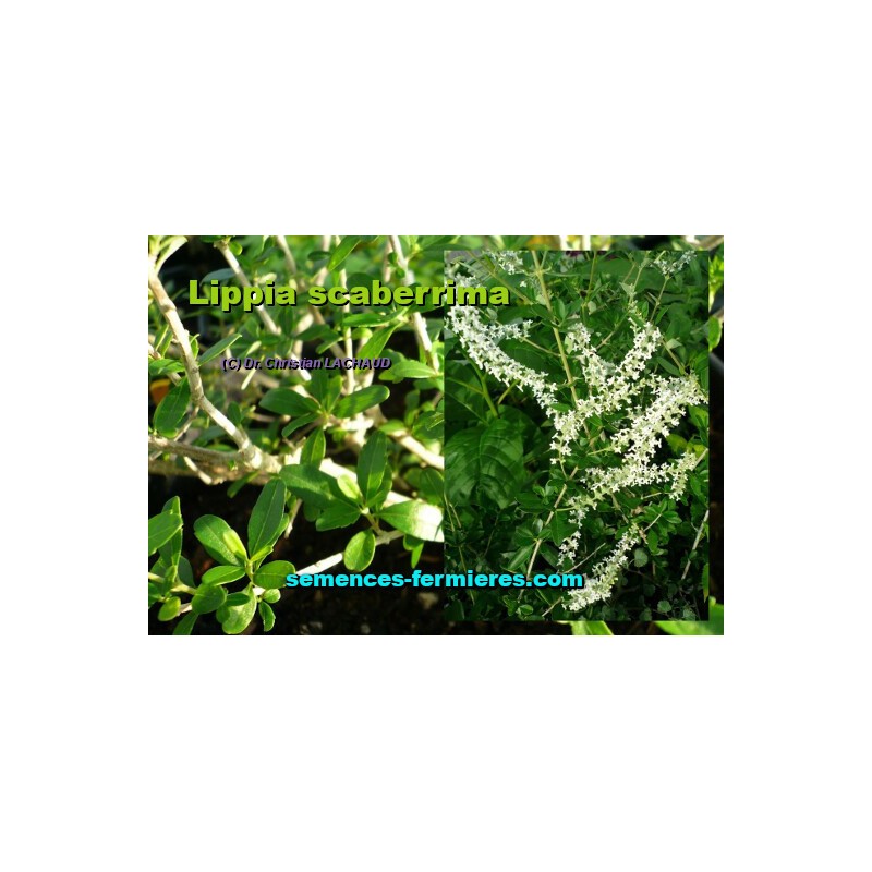 Aloysia gratissima et floraison de la Verveine-eucalyptus