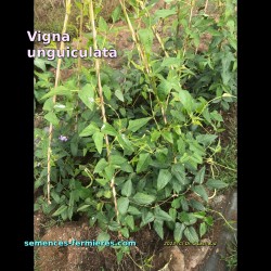 Vigna unguiculata - Asparagus Bean