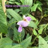 Cowpea Flower