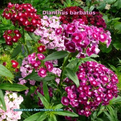 Dianthus barbatus en mélange