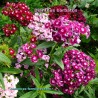 Dianthus barbatus mix