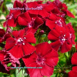 Graines de Dianthus barbatus varié