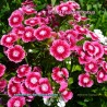 Dianthus barbatus - Sweet William