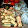 Butternut - Cucurbita moschata