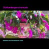 Schlumbergera truncata Cascade de Fleurs