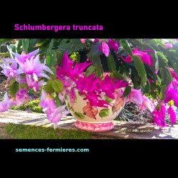 Schlumbergera truncata - Pink and Magenta Hybrids