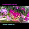 Schlumbergera truncata - Pink and Magenta Hybrids