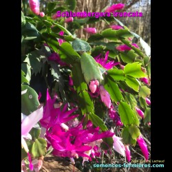 Christmas Cactus Magenta