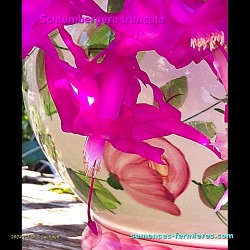 Detail of the Schlumbergera truncata Flower