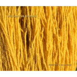 Yellow Dye from Miscanthus