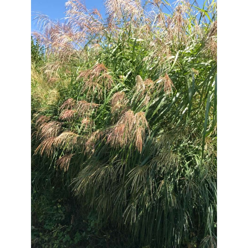 Graines de Miscanthus sinensis - Roseau de Chine, Eulalie