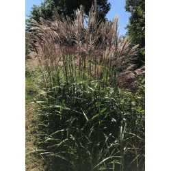 Miscanthus sinensis fully grown and blooming in summer