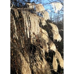 Épis de Miscanthus sinensis dans le soleil d'hiver