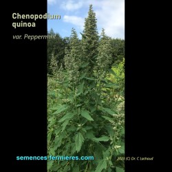 Chenopodium quinoa var. Peppermint