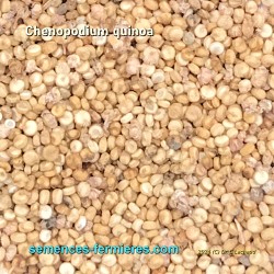 Quinoa Seeds