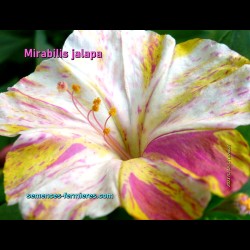 Mirabilis jalapa : Chaque Fleur est un Tableau d'Artiste