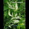 Very fragrant flower of the Eucalyptus Verbena