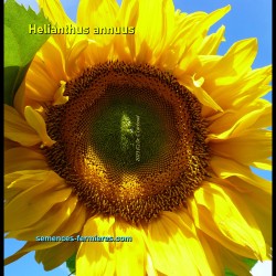 Superb Flower of the Mongolian Giant Sunflower