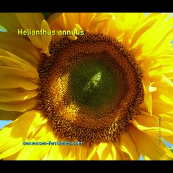 Mongolian Giant Sunflower a Giant Daisy