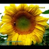 Helianthus annuus var. Mongolian Giant blossoming