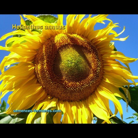 Helianthus annuus Mongolian Giant variety